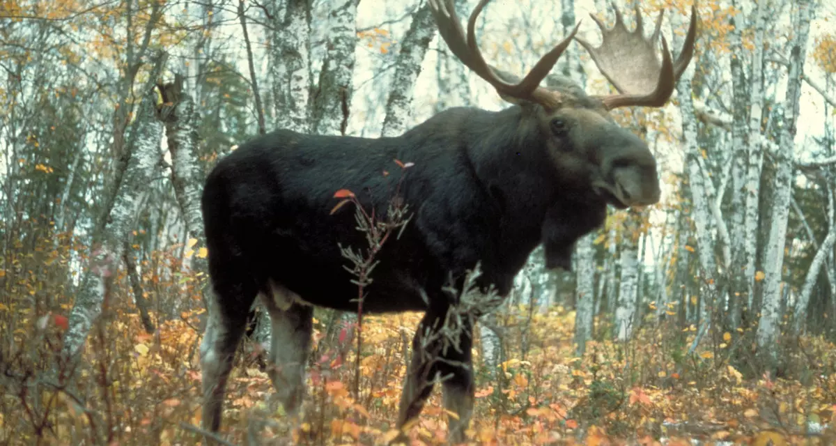 Elch im Gauja-Nationalpark | | USDA Forest Service | Wikionary | Public Domain