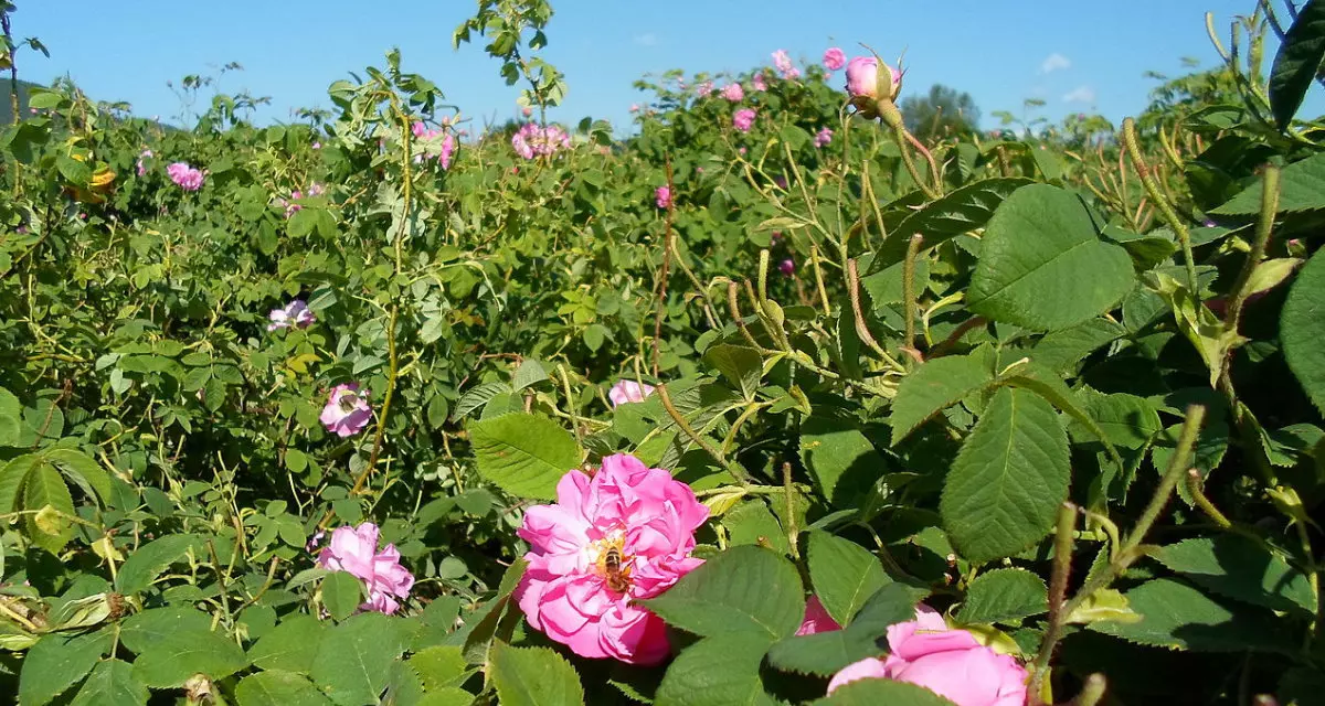 Plantagen im Rosental zur Gewinnung des weltweit bekannten bulgarischen Rosenöls | Wikimedia | Animsaj | CC BY-SA 3.0